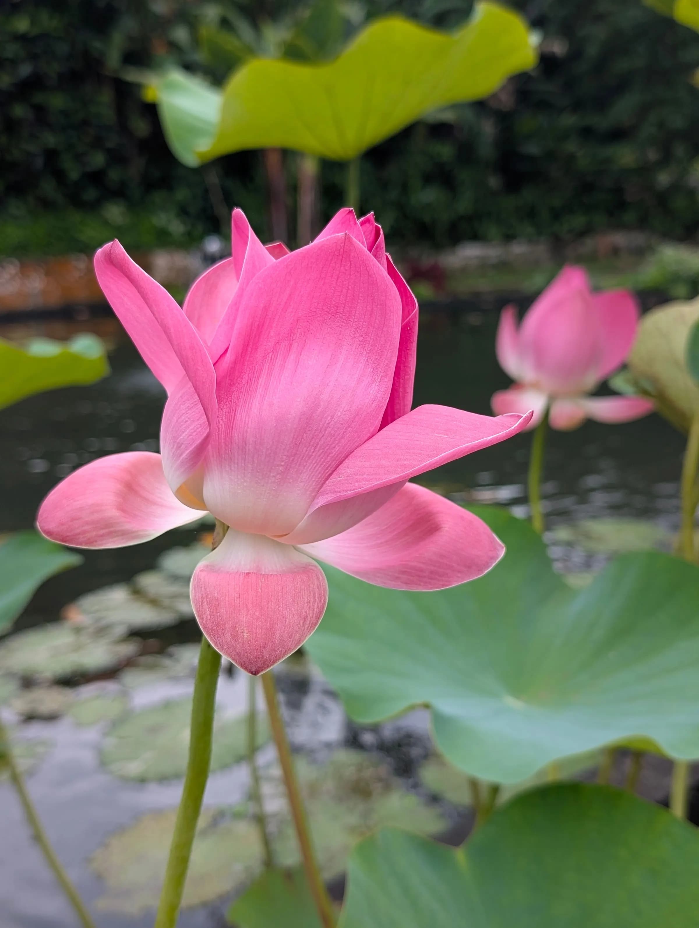 Pink lotus blooming in a pond